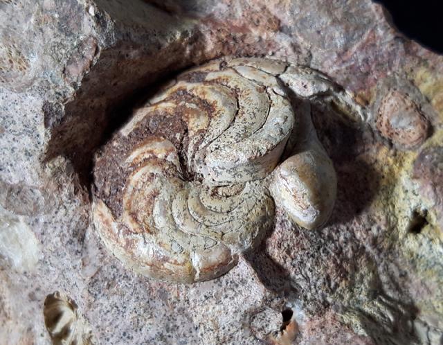 Aturia aturi (BASTEROT 1825) - Bild © FossNet FossilienStore